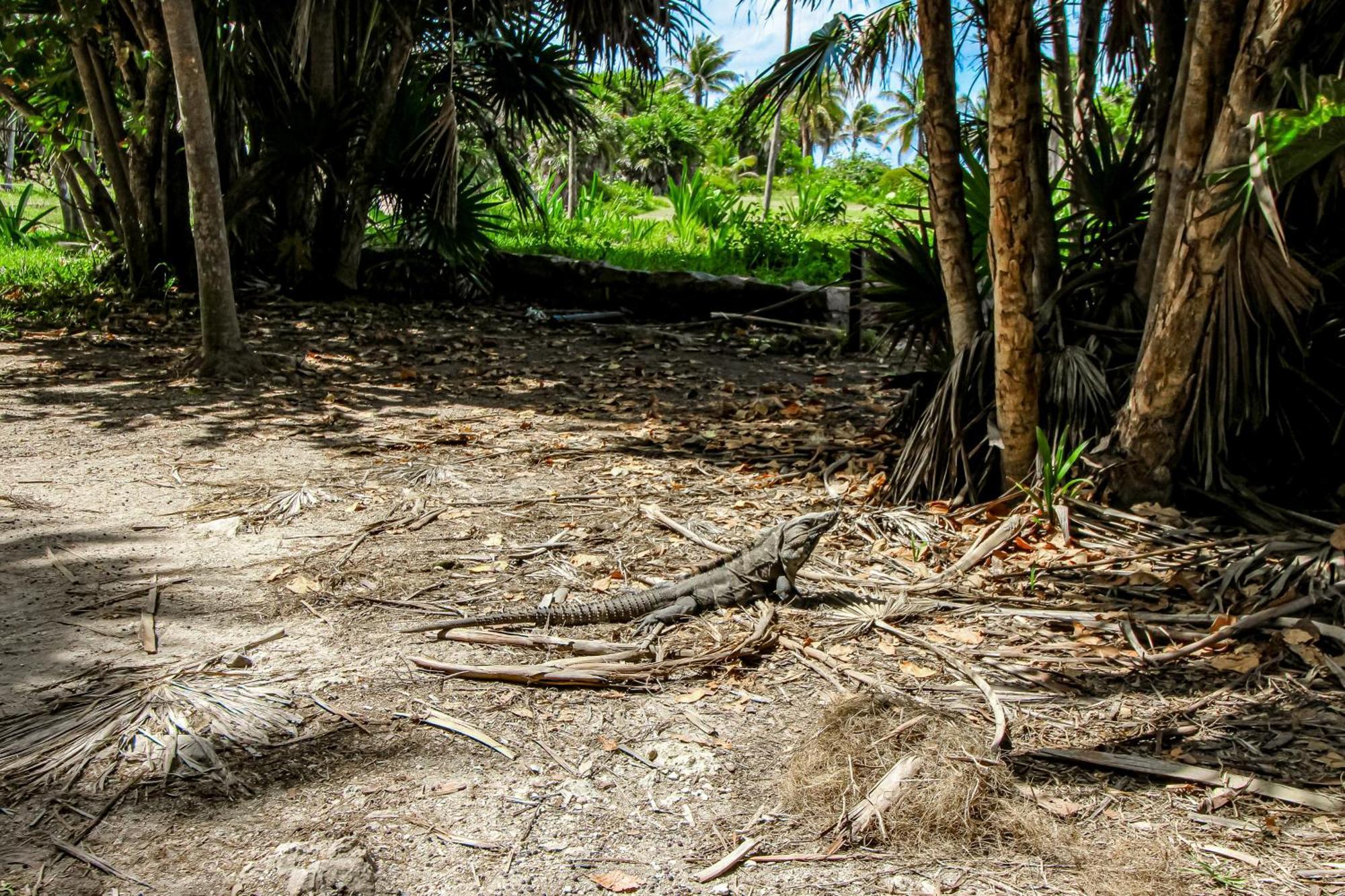 Aldea Zama Hotel Tulum Ruang foto