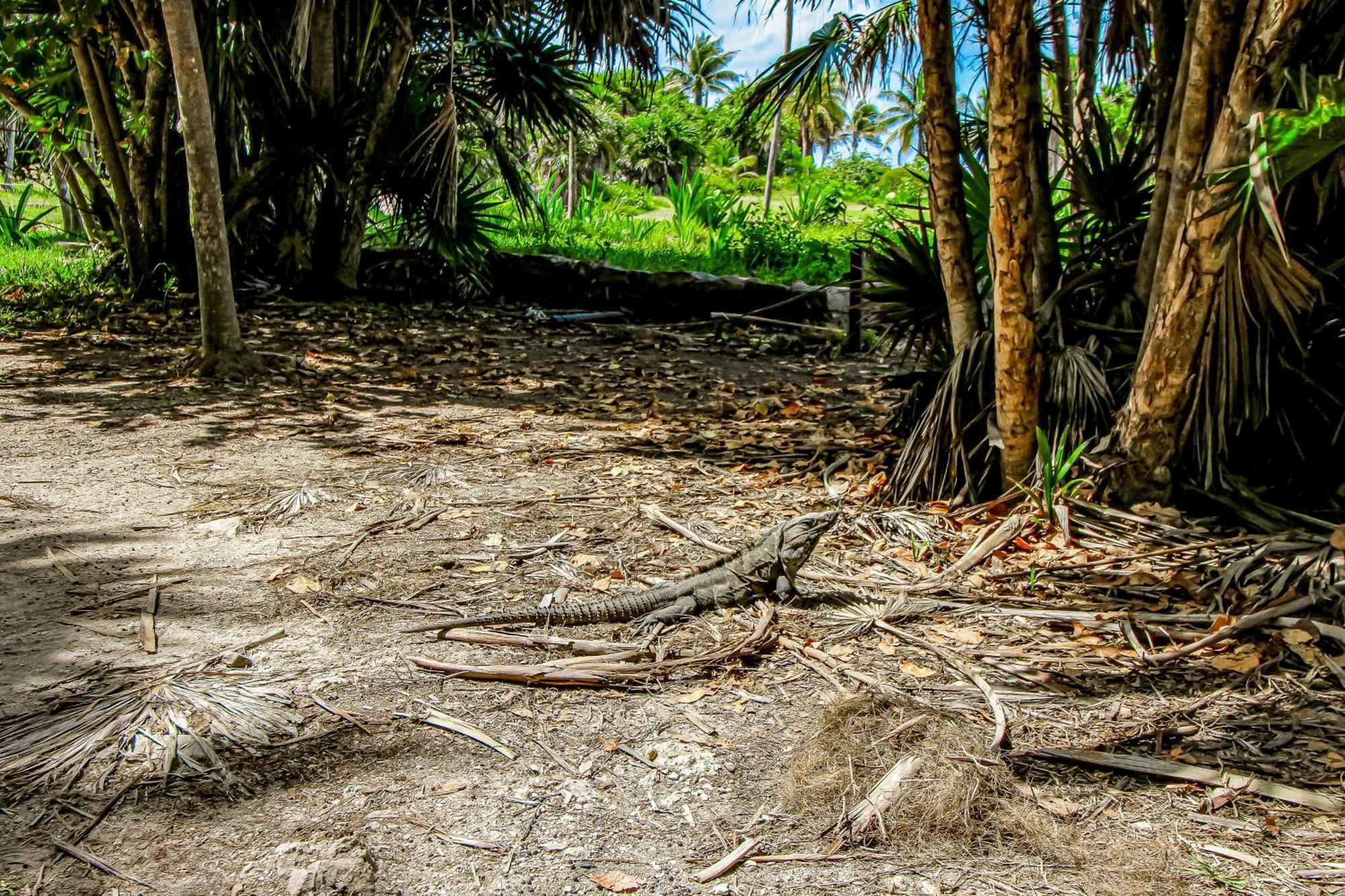 Aldea Zama Hotel Tulum Bagian luar foto